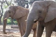 Ảnh chỉ có tính minh họa. (Nguồn: Internet)