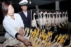 (Ảnh minh họa: Đình Huệ/TTXVN.)