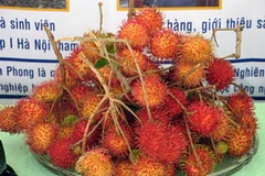 Chôm chôm Tân Phong. (Ảnh: Minh Trí/TTXVN)