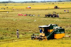 Phú Yên thu hoạch lúa hè thu với năng suất bình quân 68 tạ/ha. (Ảnh: Thế Lập/TTXVN)