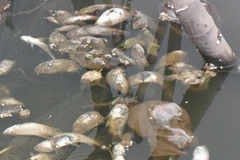 Ảnh minh họa. (Nguồn: VOV)