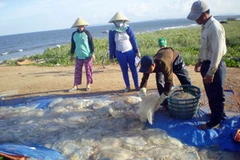 Thu mua sứa biển ở xã Cảnh Dương (Quảng Trạch). (Nguồn: Baoquangbinh.vn)