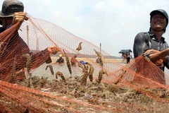 Thu hoạch tôm sú. (Ảnh: Duy Khương/TTXVN)