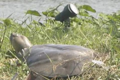 Cá thể rùa tại hồ Hoàn Kiếm. (Nguồn: Internet)