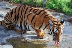 Ảnh chỉ có tính minh họa. (Nguồn: Internet)