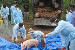 Tiêu hủy lợn bị mắc bệnh tai xanh tại thành phố Kon Tum. (Ảnh: Trần Lê Lâm/TTXVN)