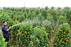 Chăm sóc vườn quất phục vụ Tết Nguyên đán. (Ảnh Trần Thanh Giang/TTXVN) 