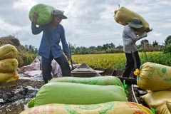 Thu hoạch lúa thu đông tại Hậu Giang. (Ảnh: Duy Khương/TTXVN)