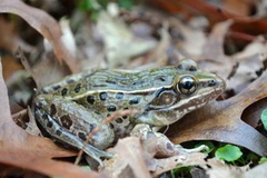 Loài ếch mới được phát hiện. (Nguồn: ouramazingplanet.com)