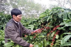 Vườn càphê của Công ty Cà phê Ea H’Nin chuẩn bị cho thu hoạch. (Ảnh: Phương Hoa/TTXVN)
