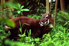 Sao la. (Nguồn: Internet)