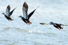Ảnh minh họa. (NguoonfL Getty Images)