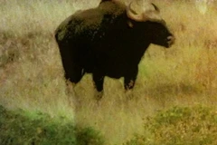 Ảnh chụp chú bò rừng gần khu vực đường lăn sân bay trong chiều muộn ngày 23/7. (Ảnh: Báo Giao thông vận tải)