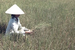 Việt Nam bị ảnh hưởng của biến đổi khí hậu. (Ảnh: Thanh Long/TTXVN)