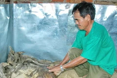 Nuôi kỳ đà. (Nguồn: TTXVN)