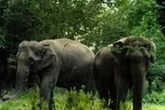 Ảnh minh họa. (Nguồn: vnppa.org.vn)