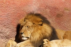 Ảnh minh họa. (Nguồn: Internet)