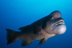 Con cá xấu xí. (Nguồn: Internet)