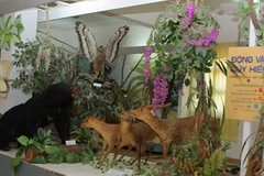 Trưng bày, giới thiệu các loài động vật quý hiếm. (Ảnh: Phương Vy/TTXVN)