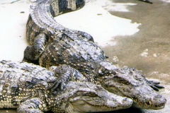 (Ảnh minh họa: Đình Huệ/TTXVN)