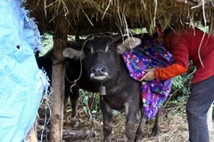 Quấn chăn giữ ấm cho trâu. (Ảnh: Khánh Trung/TTXVN)