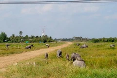 Ảnh minh họa. (Nguồn: Internet)