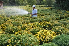 Vườn hoa cảnh Chợ Lách. (Nguồn: xahoi.com.vn)