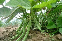 Ảnh minh họa. (Nguồn: Internet)