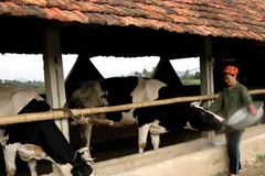 Chăm đàn bò sữa ở Nghệ An. (Ảnh: Lan Xuân/TTXVN)