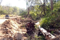 Cây rừng bị san ủi bật gốc, gãy đổ ngổn ngang. (Ảnh: Việt Dũng/Vietnam+)