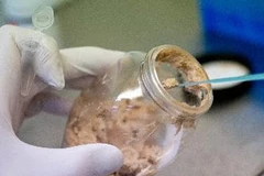 Xét nghiệm ADN nhằm phát hiện thịt ngựa giả thịt bò. (Nguồn: AFP/TTXVN)