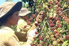 Các nhà khoa học đề xuất Tây Nguyên cần nhanh chóng giảm diện tích cây càphê. (Ảnh: Sỹ Huynh/TTXVN)