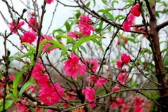 Ảnh minh họa. (Nguồn: Internet)