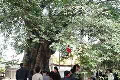 Cây thị hơn 500 năm tuổi được vinh danh Cây di sản Việt Nam. (Nguồn: Dân Trí)