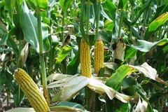 Ảnh minh họa. (Nguồn: Internet)