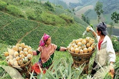 Thu hoạch dứa ở Mường Khương. (Nguồn: Kinhtenongthon.com.vn)