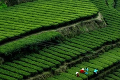 Nông dân hái chè trong một khu vực trồng chè của dân tộc Bajiao Dong thuộc Enshi City ngày 1/4. (Nguồn: THX/TTXVN)