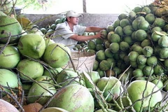 Thu hoạch dừa ở Bến Tre. (Ảnh: Đình Huệ/TTXVN)