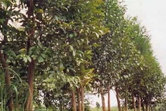 Cây Dó bầu. (Nguồn: snnptnt.danang.gov.vn)