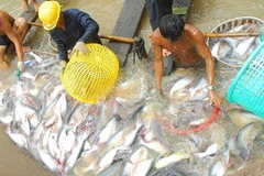 Nuôi cá tra ở thành phố Long Xuyên. (Ảnh: Thanh Vũ/TTXVN)