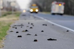 Chim chết hàng loạt trên đường. (Nguồn: Internet)