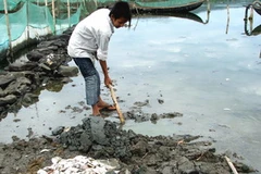 Người dân đang thu gom cá chết trên đầm Ô Loan để chôn lấp. (Ảnh: Thế Lập/TTXVN)