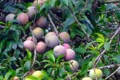 Mận Tam Hoa. (Nguồn: Internet)