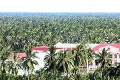 Trồng dừa ở Bến Tre. (Ảnh: Đình Huệ/TTXVN)