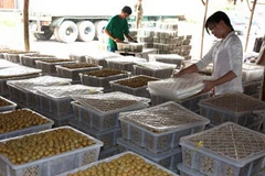 Đóng hộp nhãn tiêu Huế xuất khẩu sang thị trường Trung Quốc. (Ảnh: Đình Huệ/TTXVN)