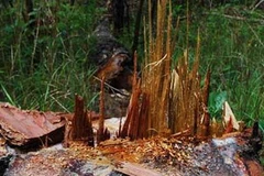 Một cây thông hàng trăm năm tuổi bị đốn hạ ở khu vực hồ Tuyền Lâm. (Nguồn: Internet)