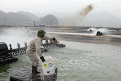 Nuôi tôm tại Hải Phòng. (Ảnh: An Đăng/TTXVN)