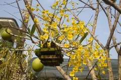 Lan Kim Điệp. (Nguồn: Internet)