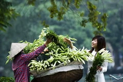 Ảnh minh họa. (Nguồn: Internet)