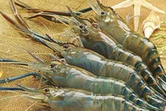 Ảnh minh họa. (Nguồn: Internet)